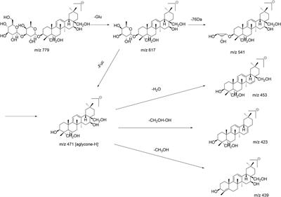 Systematic Characterization and Identification of Saikosaponins in Extracts From Bupleurum marginatum var. stenophyllum Using UPLC-PDA-Q/TOF-MS